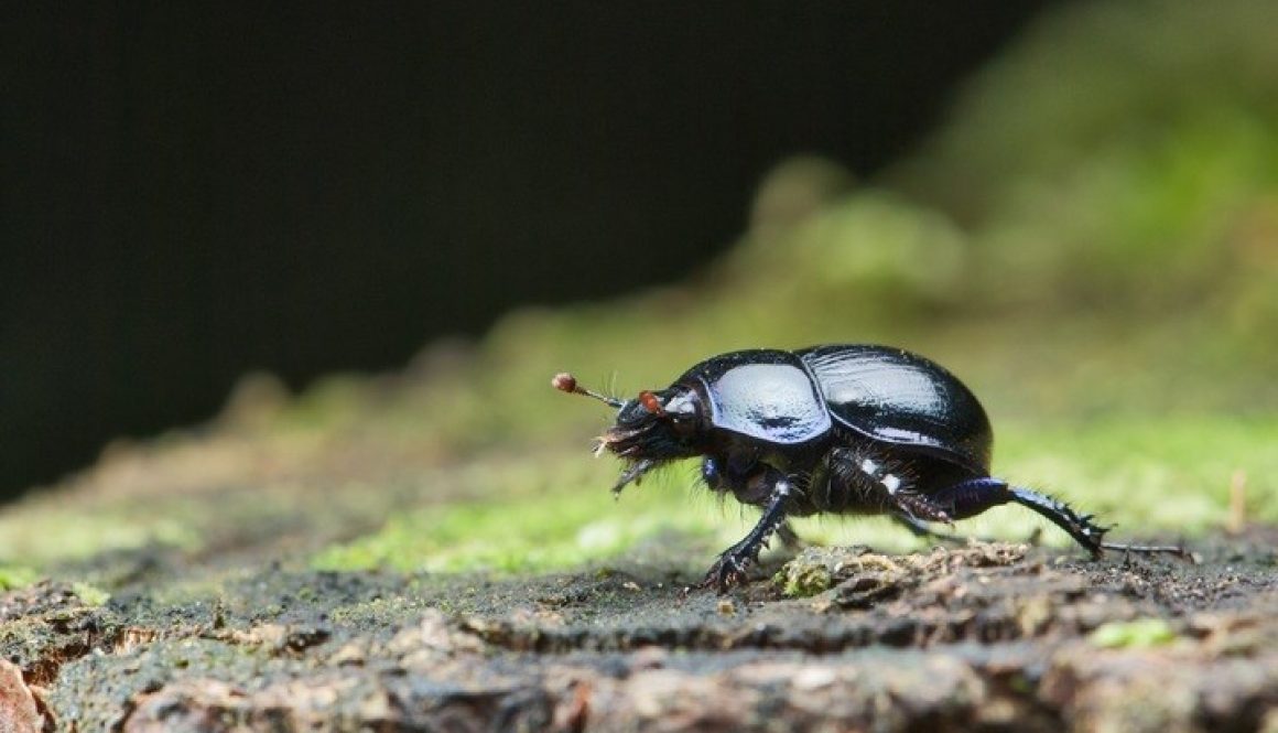 Dung Beetle Days